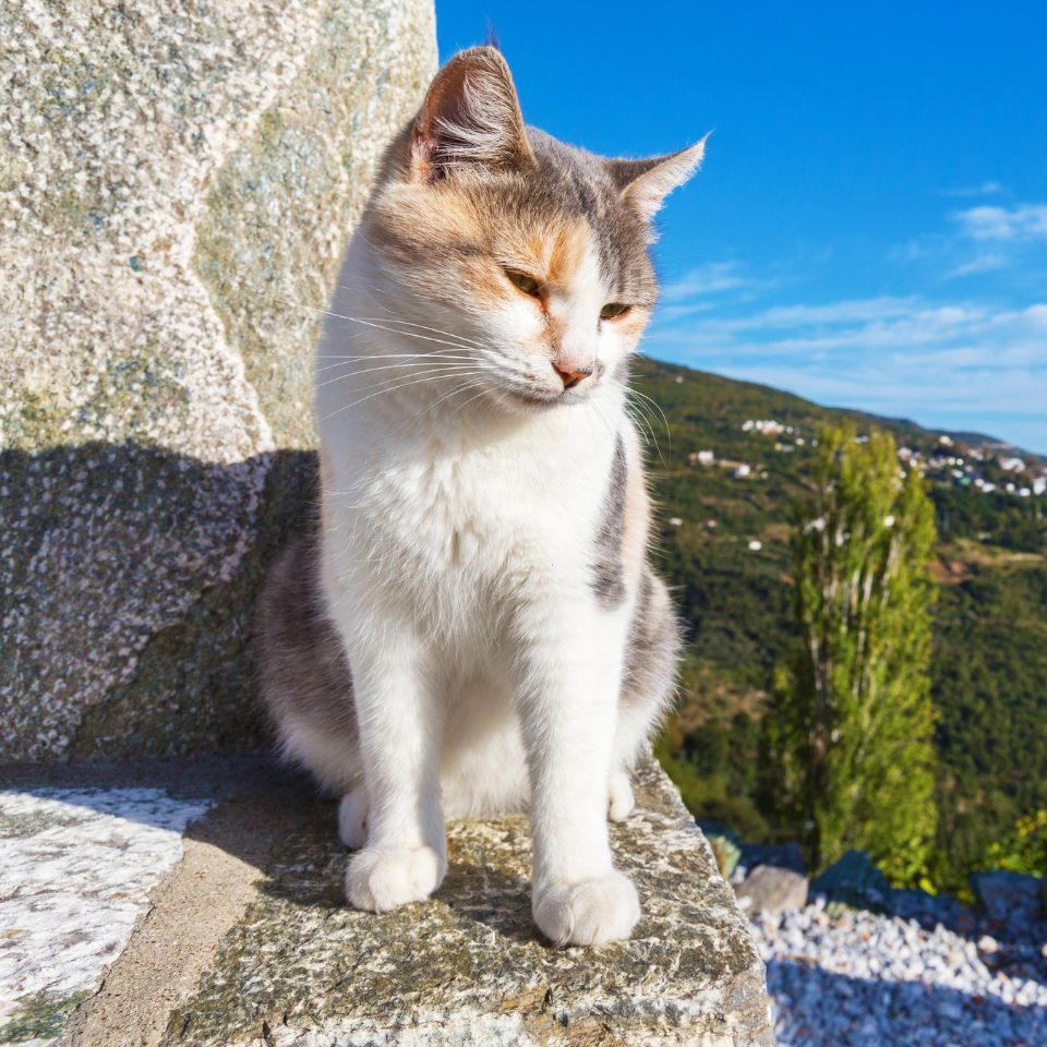 cat sitting on a rock