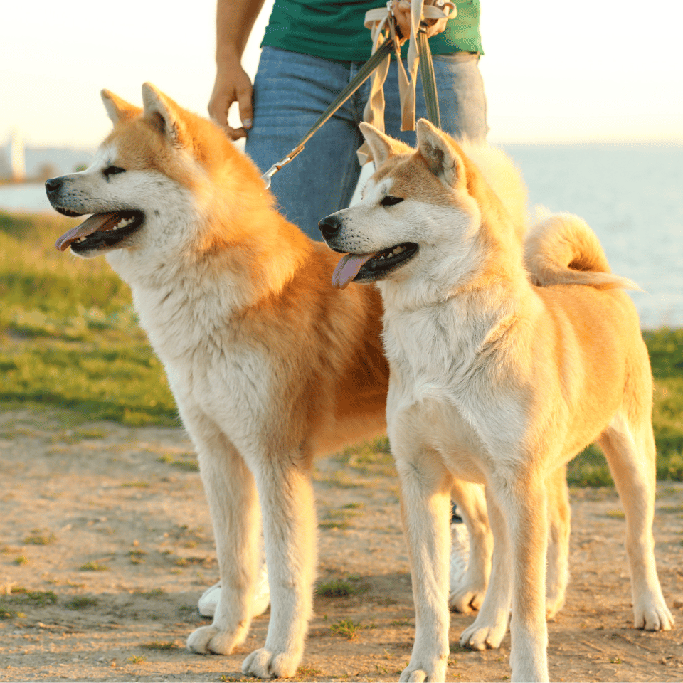 person walking dogs on leashes