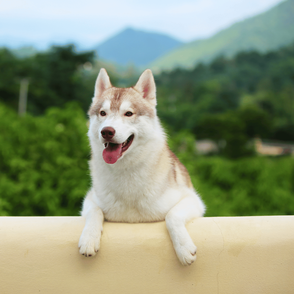 dog sitting over a wall