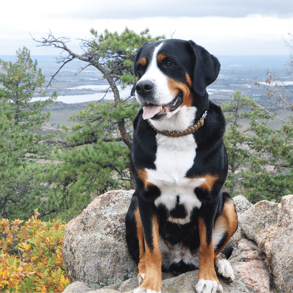 dog sitting on a rock