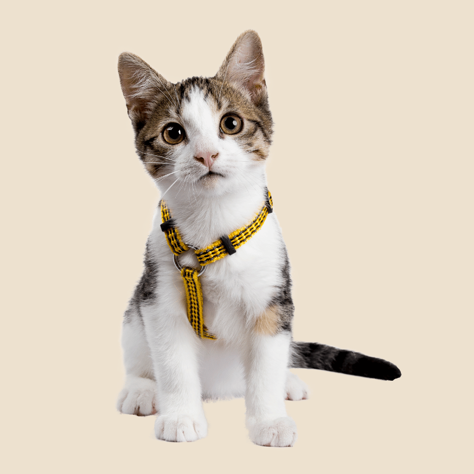 a cat wearing a harness
