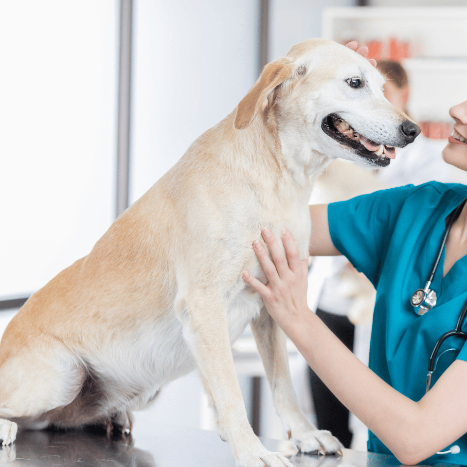 a person with a stethoscope touching a dog