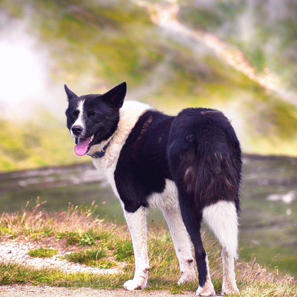 black and white dog standing on a hill