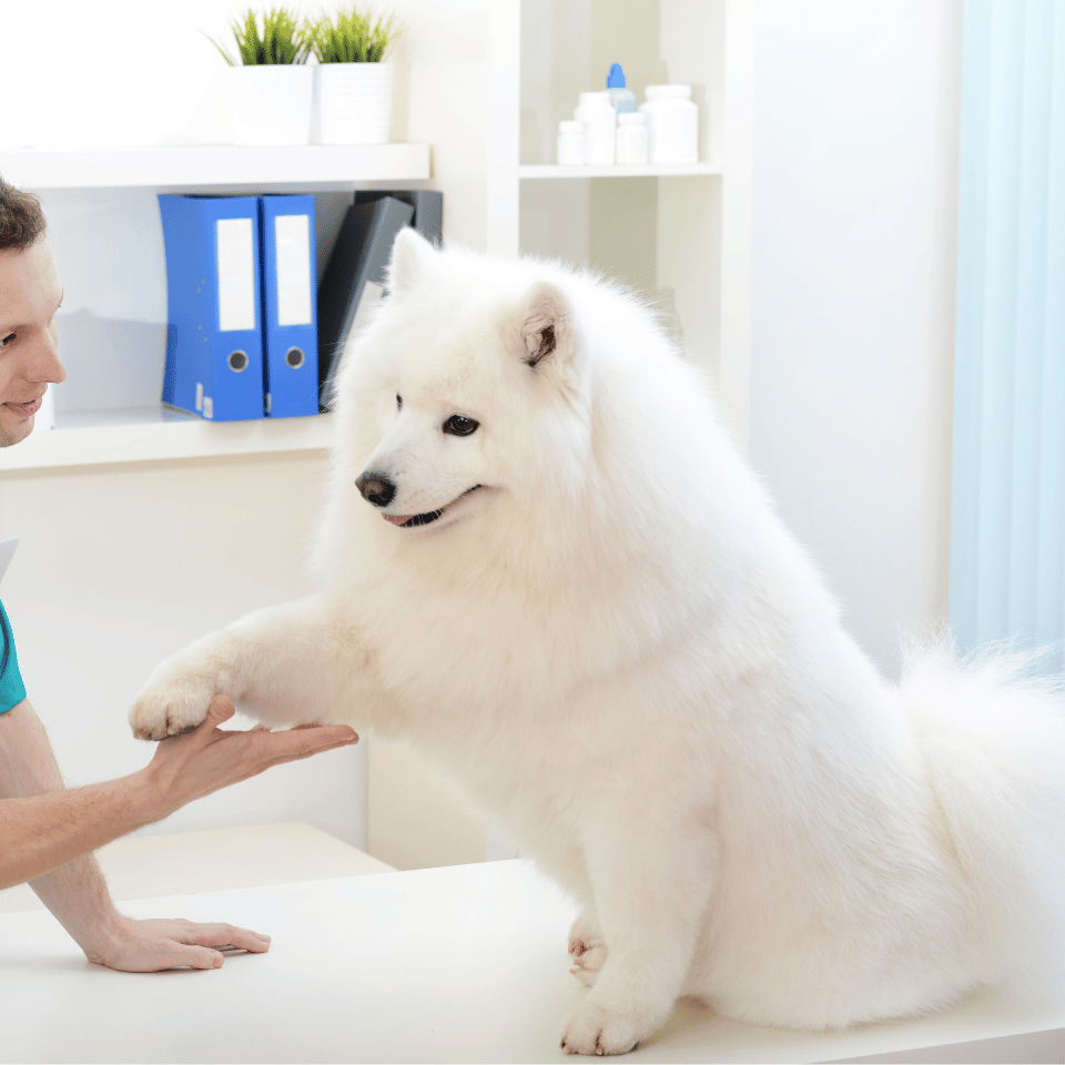 a person giving a paw to a dog