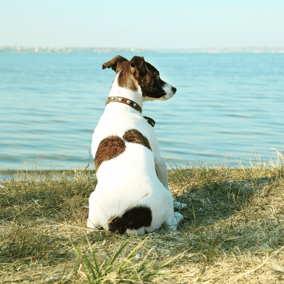 dog sitting on grass near water