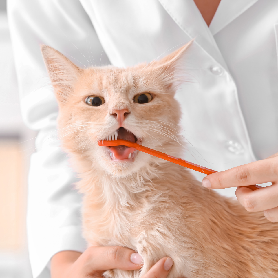 a cat being fed by a toothbrush