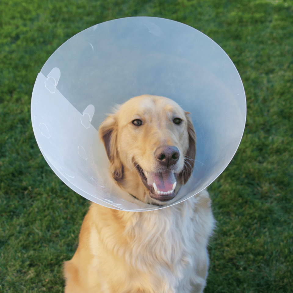 a dog with a cone around its head