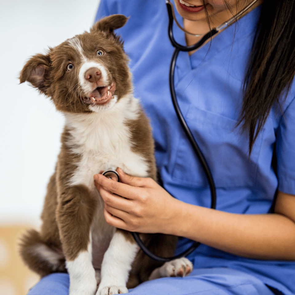person in scrubs holding a dog