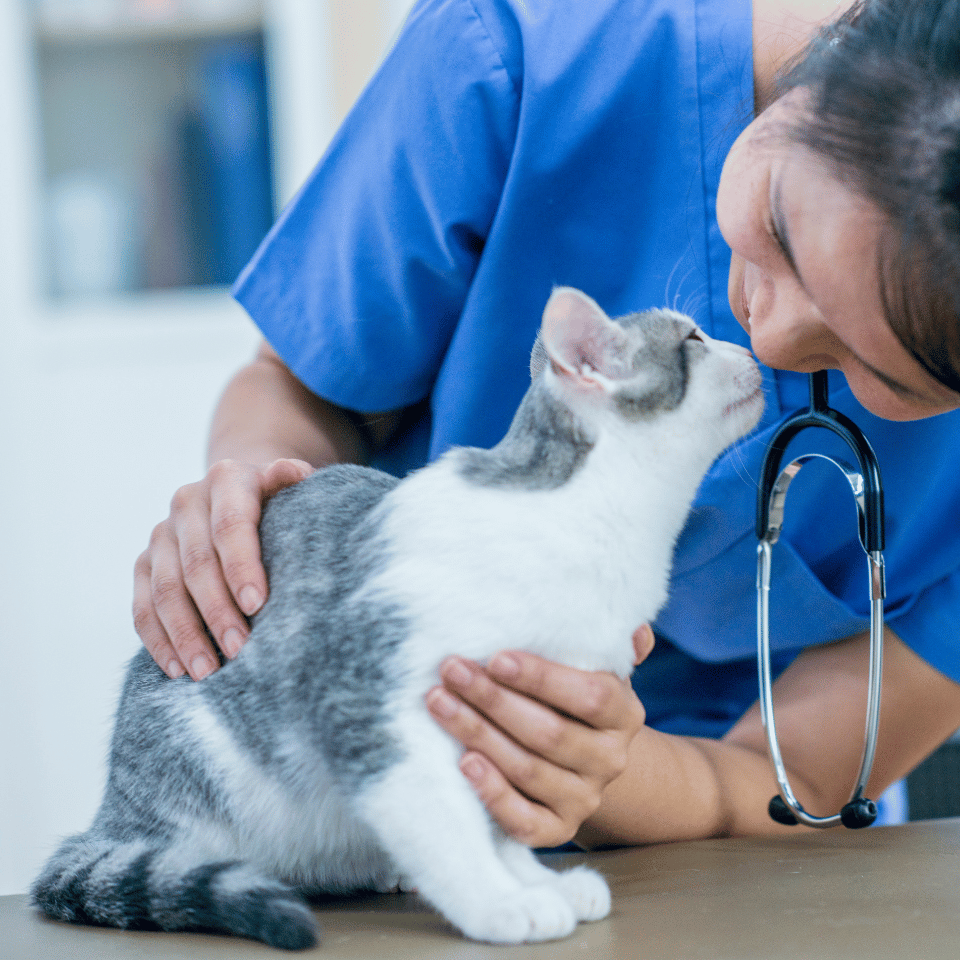 a person in blue scrubs kissing a cat