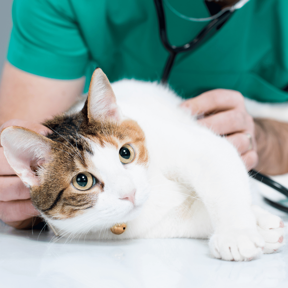 veterinarian checking a cat