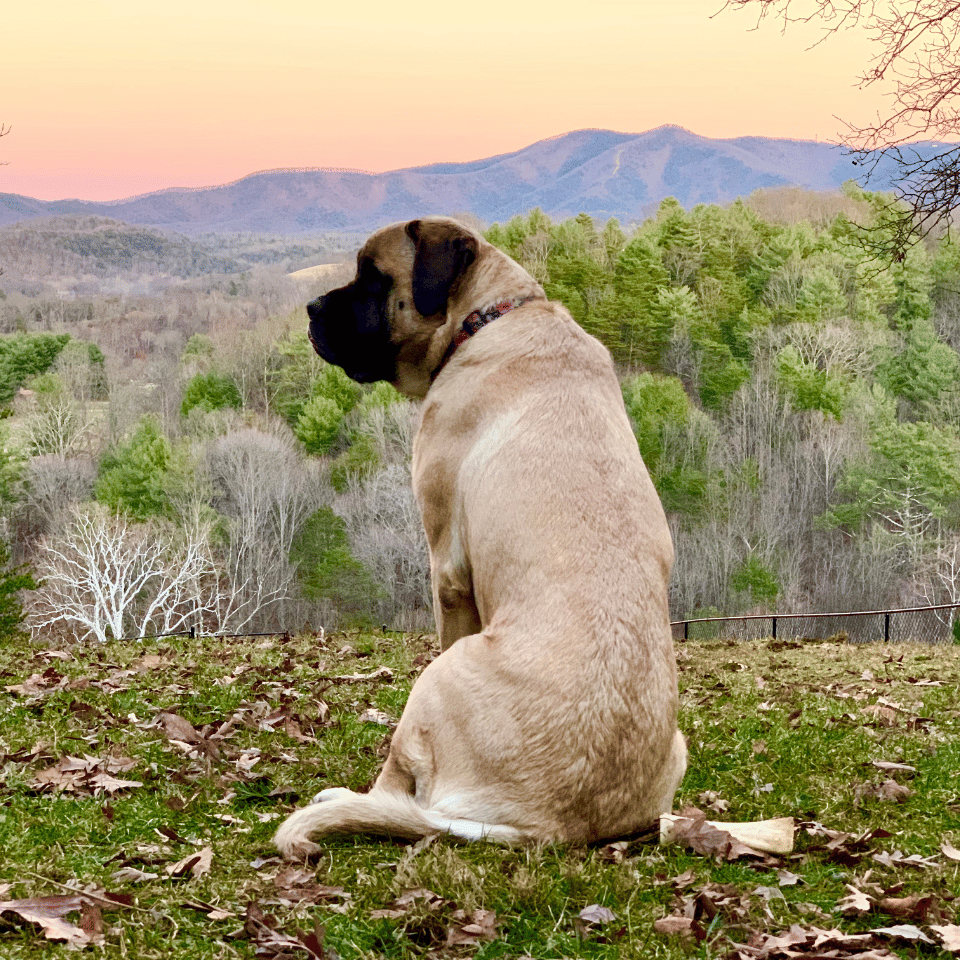 a dog sitting on grass looking at trees and mountains